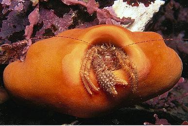 steam塔防游戏节正式开启！超多游戏史低，还有免费头像框领取